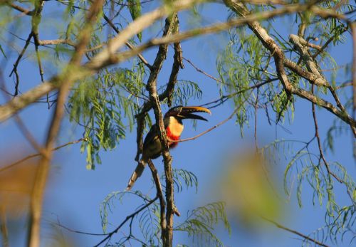 Chestnut-eared Aracari Photo: Alejandro Tello